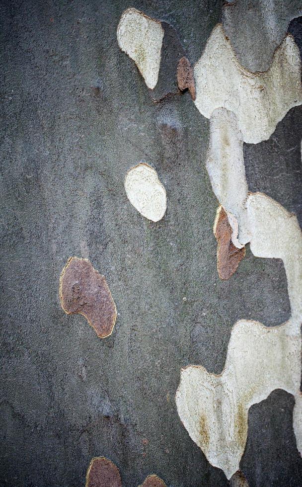 tronco di corteccia di albero naturale foto