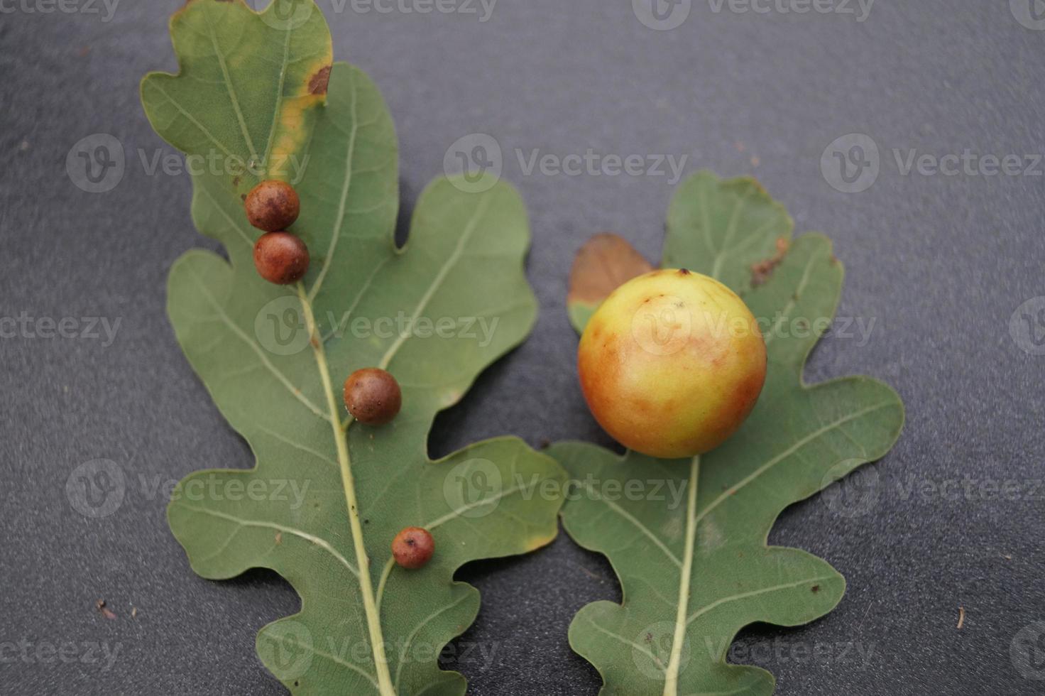 cynips quercusfolii palle di fiele su foglia di quercia foto