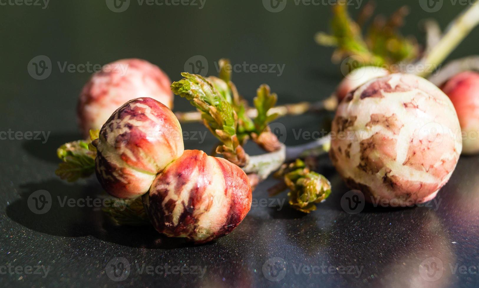 cynips quercusfolii palle di fiele su foglia di quercia foto