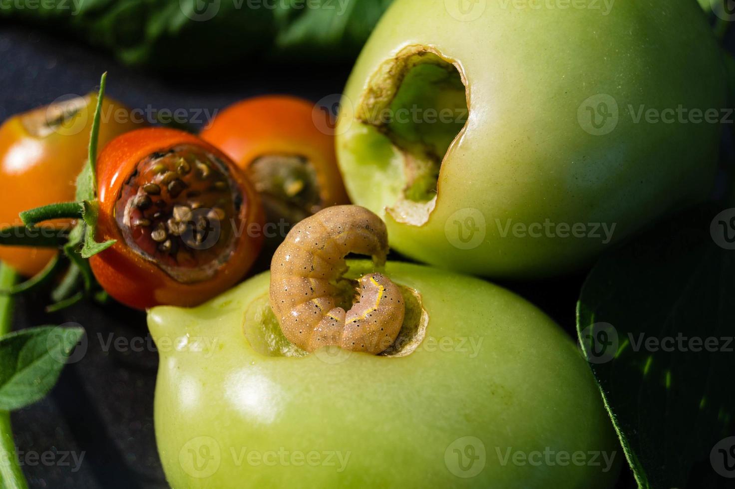 il parassita vegetale lacanobia mamerta foto