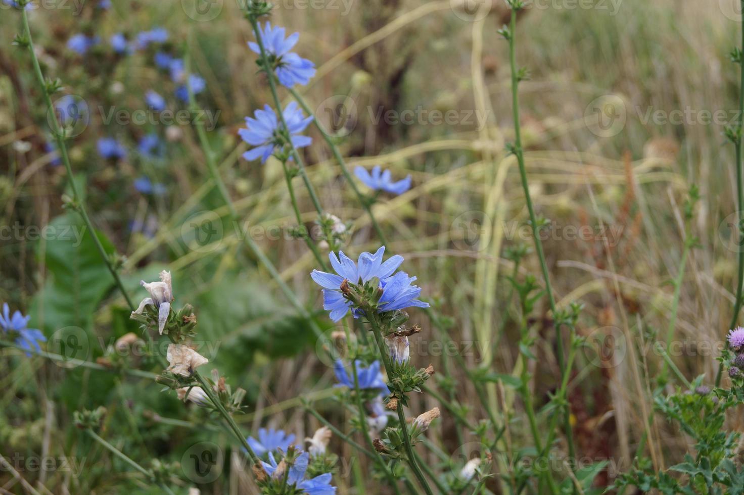 cichorium intybus fiore foto