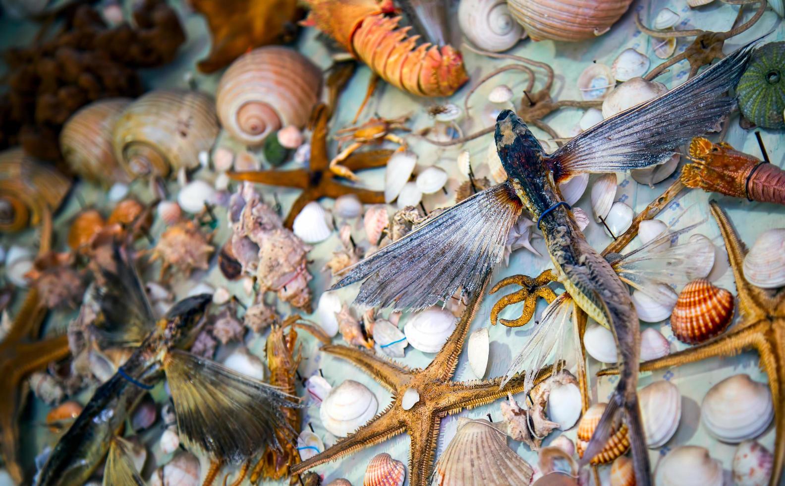 pesce essiccato animale marino e conchiglia foto