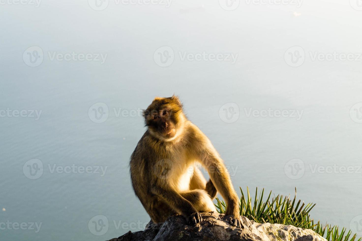 magot bertuccia sylvanus macaca ape a gibilterra foto