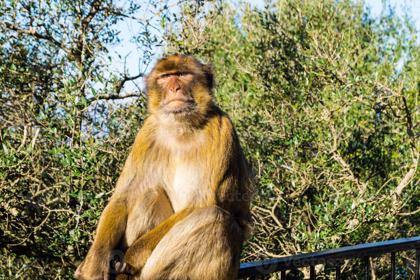 magot bertuccia sylvanus macaca ape a gibilterra foto