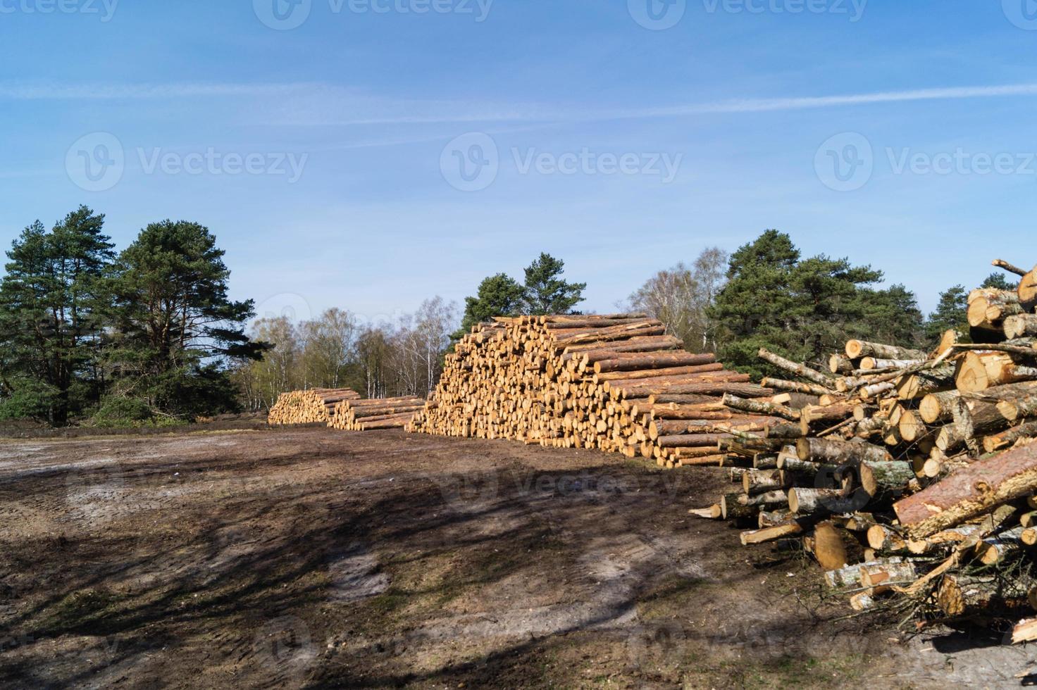 selvicoltura nella riserva naturale fischbeker heide foto