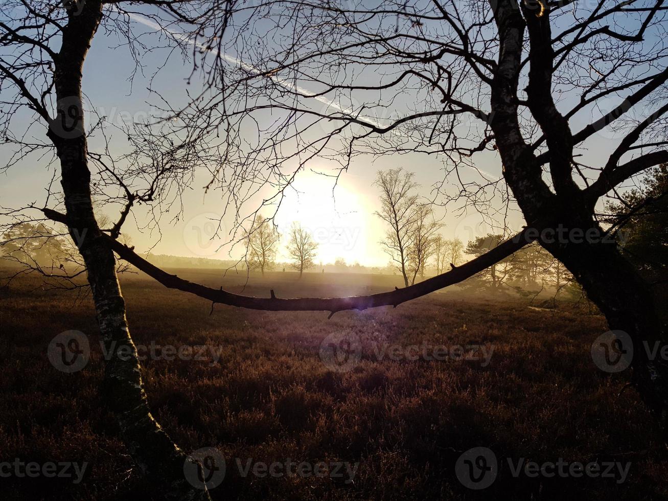 nella riserva naturale fischbeker heide vicino ad amburgo germania foto