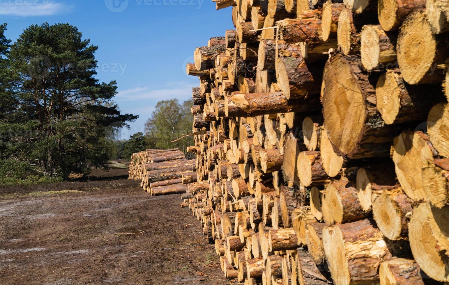 selvicoltura nella riserva naturale fischbeker heide foto