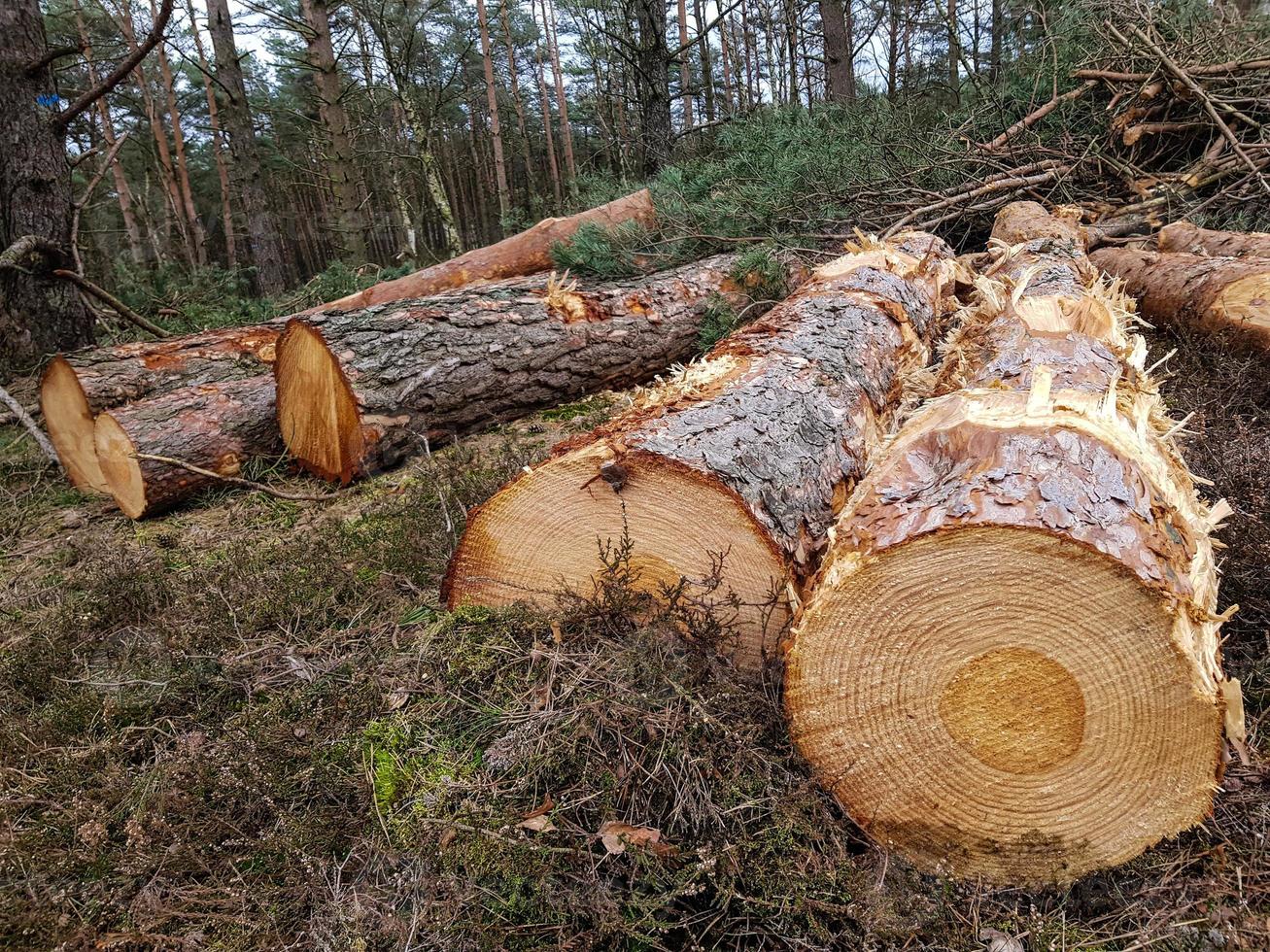 selvicoltura nella riserva naturale fischbeker heide foto