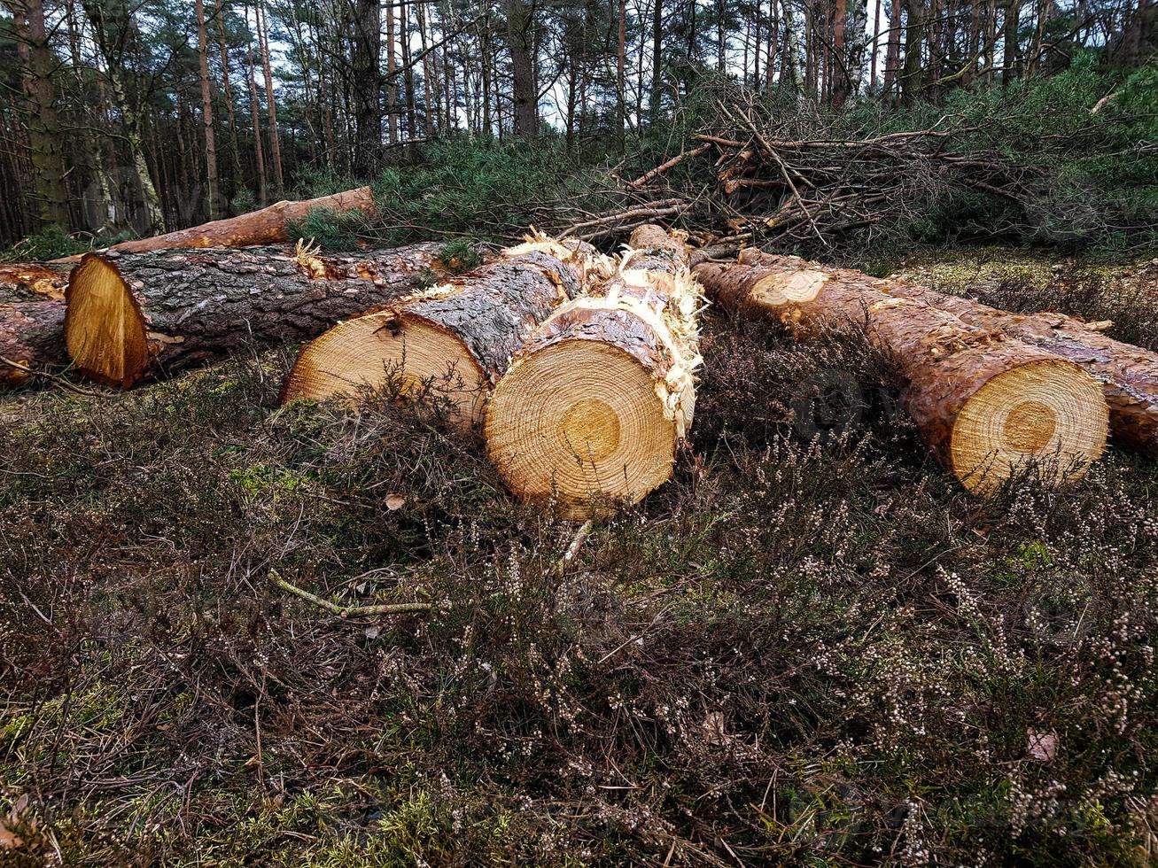 selvicoltura nella riserva naturale fischbeker heide foto