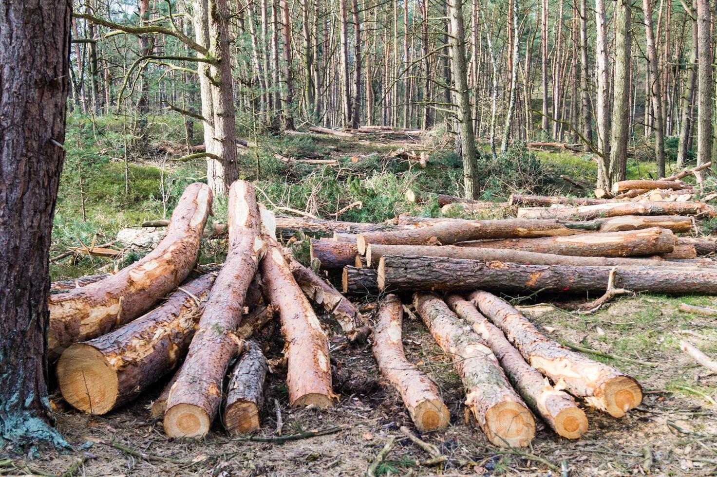 selvicoltura nella riserva naturale fischbeker heide foto