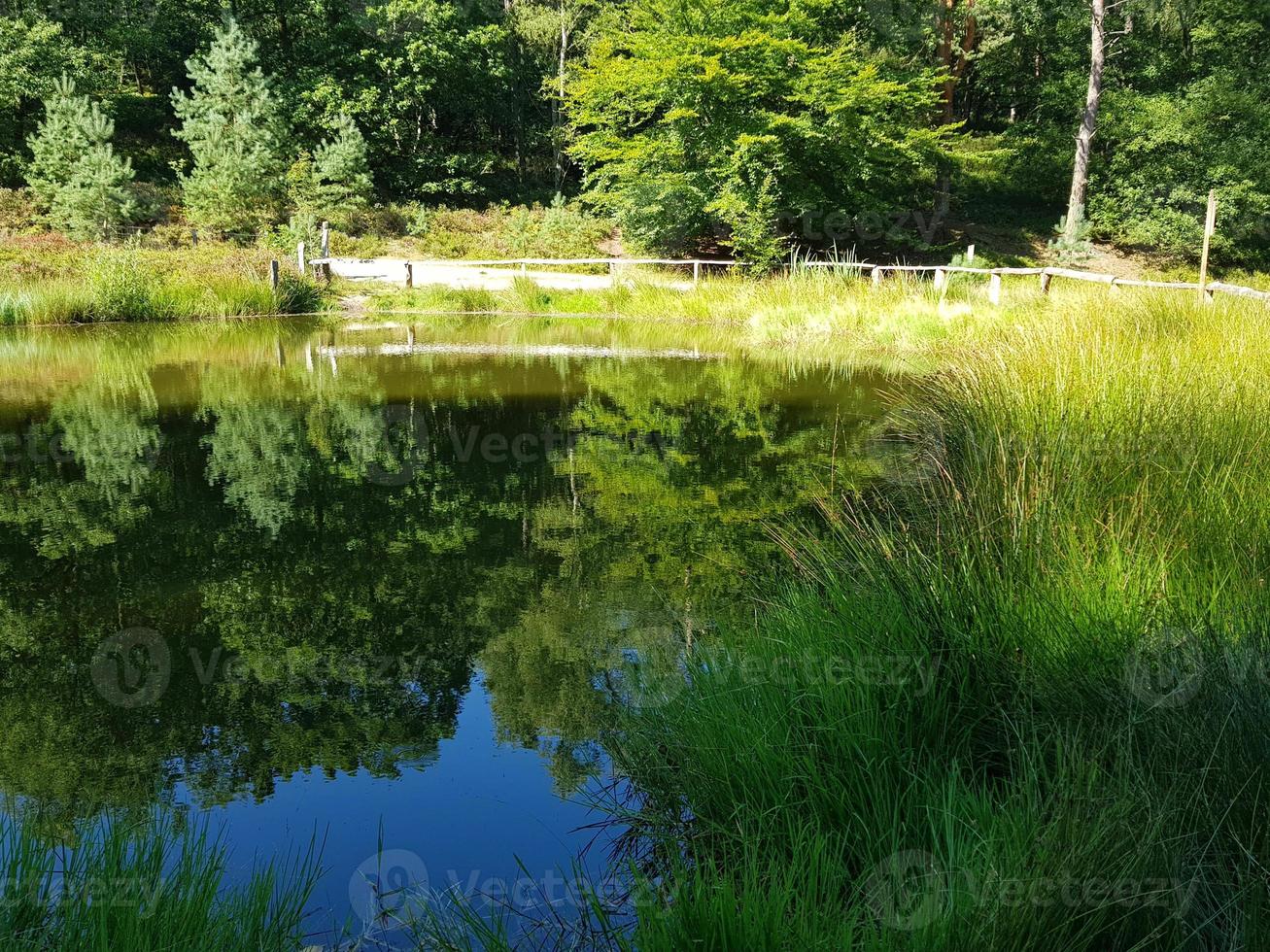 nella riserva naturale fischbeker heide vicino ad amburgo germania foto