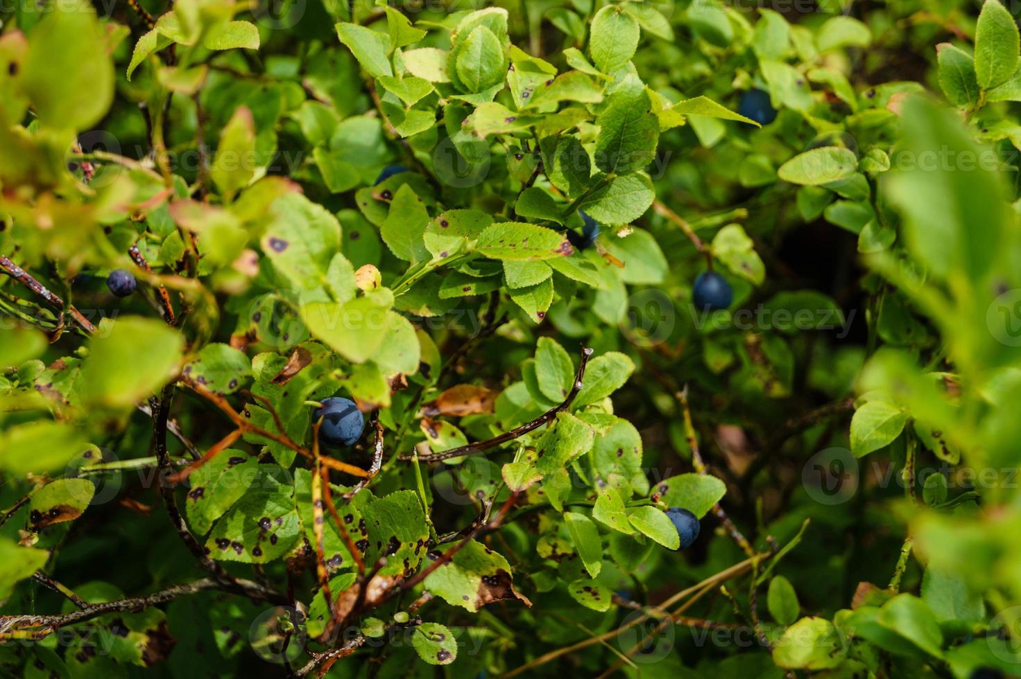 nella riserva naturale fischbeker heide vicino ad amburgo germania foto