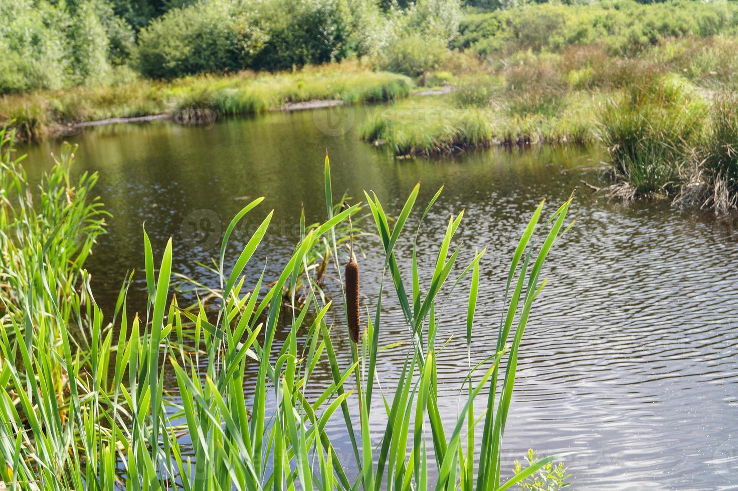 nella riserva naturale fischbeker heide vicino ad amburgo germania foto