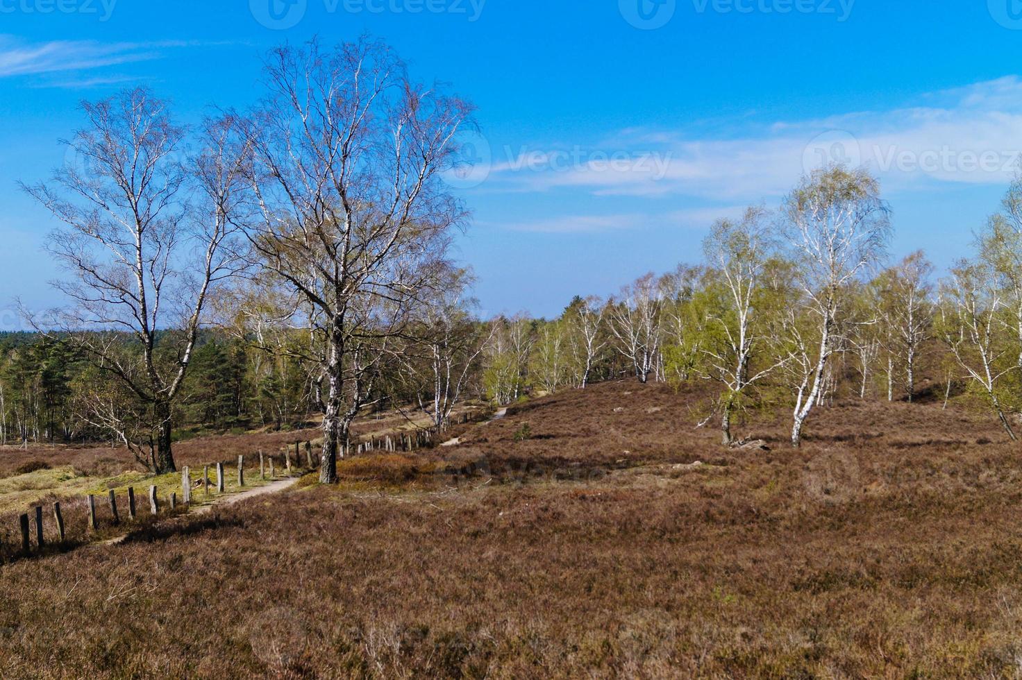 nella riserva naturale fischbeker heide vicino ad amburgo germania foto