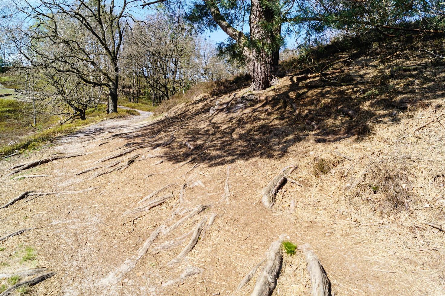 nella riserva naturale fischbeker heide vicino ad amburgo germania foto