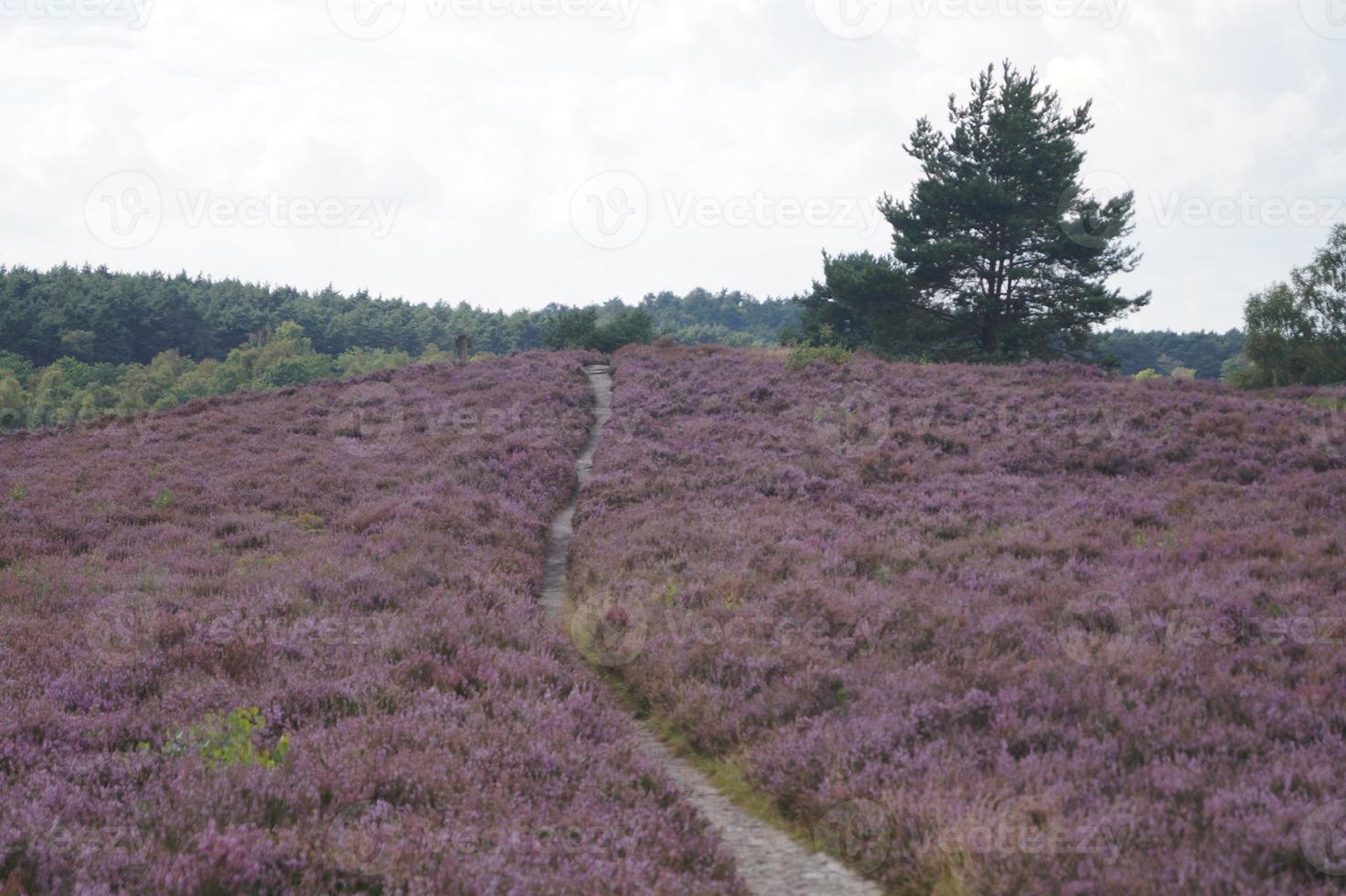 nella riserva naturale fischbeker heide vicino ad amburgo germania foto