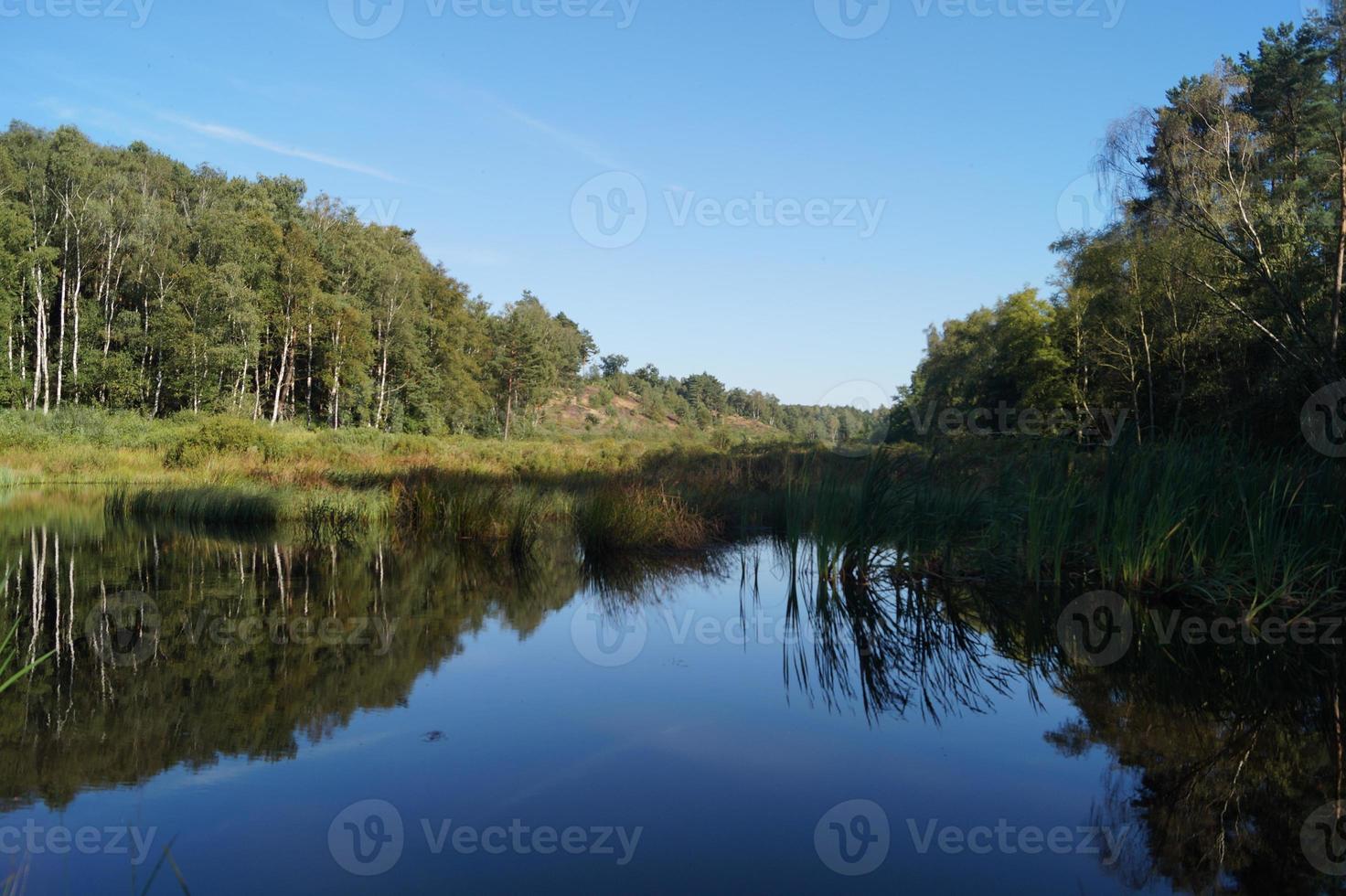 nella riserva naturale fischbeker heide vicino ad amburgo germania foto