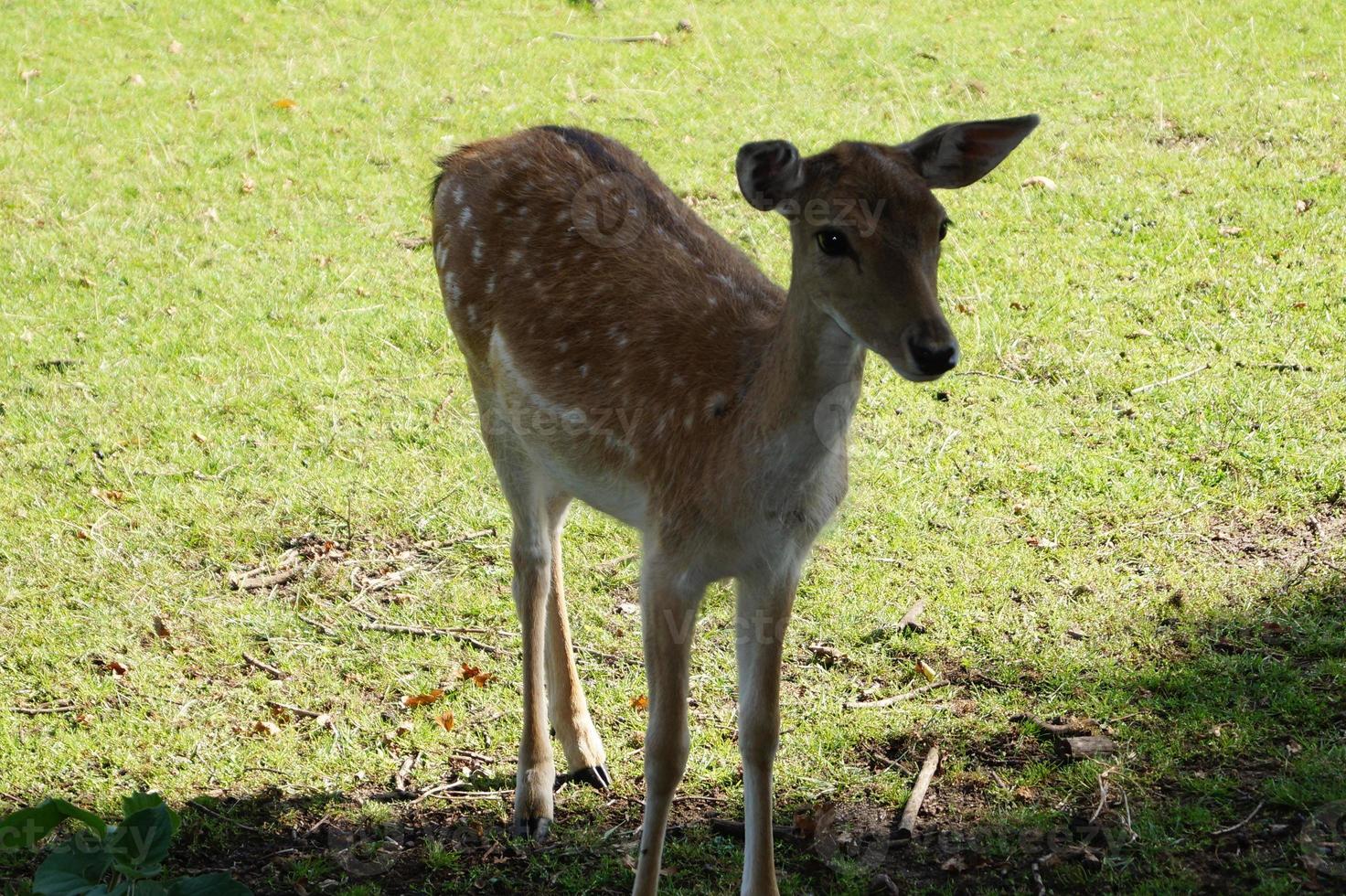 nella riserva naturale fischbeker heide vicino ad amburgo germania foto