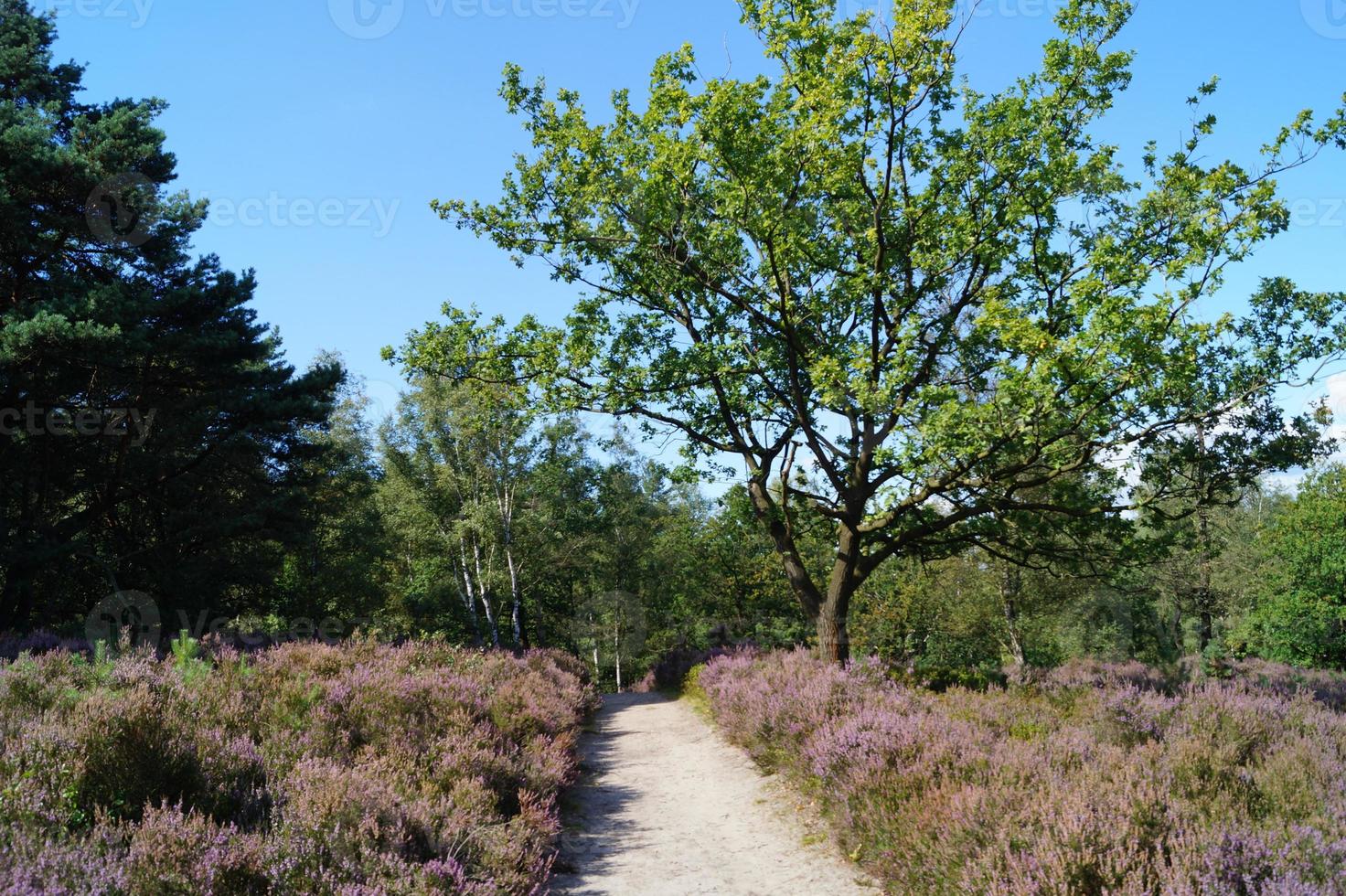 nella riserva naturale fischbeker heide vicino ad amburgo germania foto