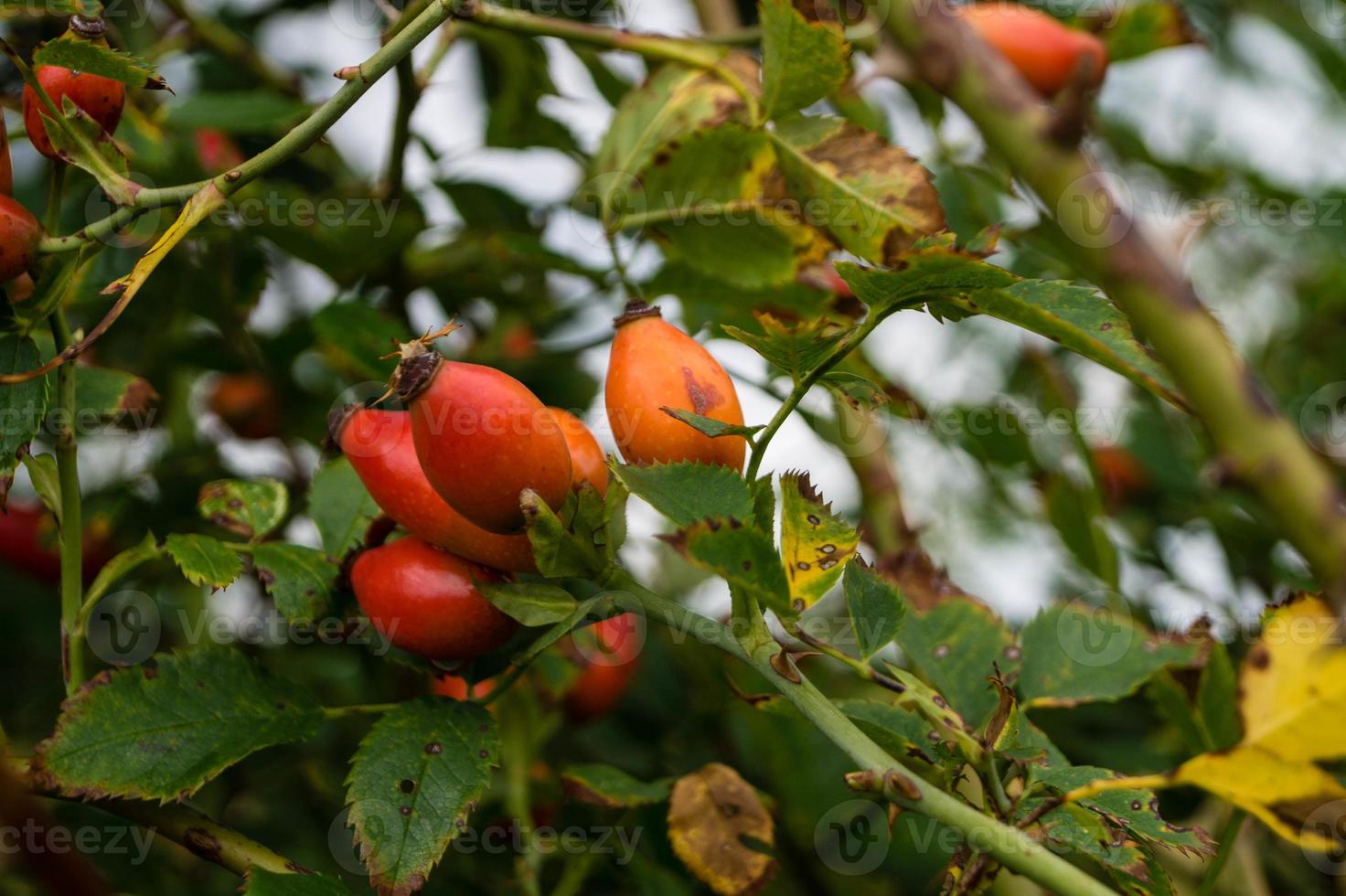 rosa canina o rosa canina foto