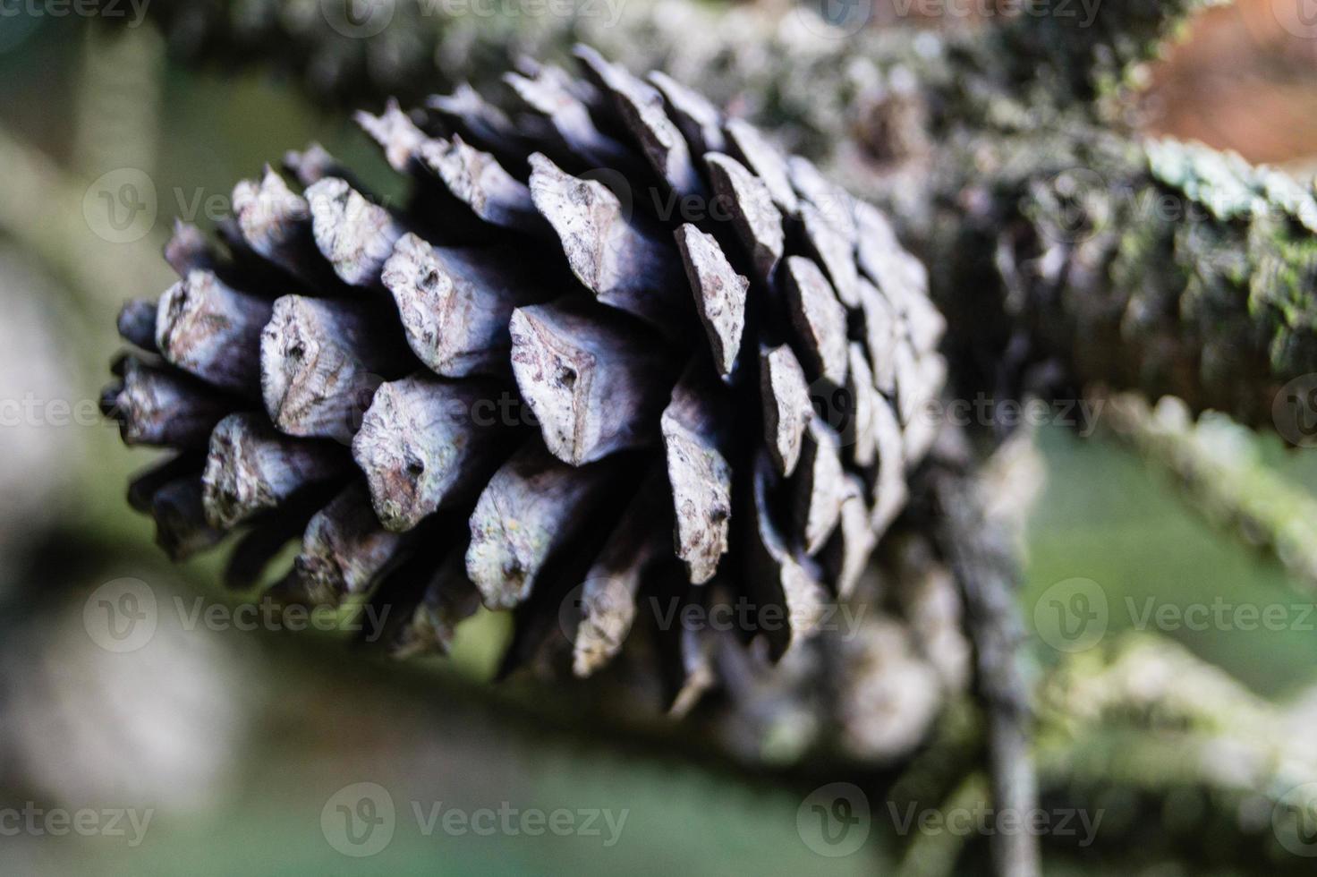 coni di cedro e noci foto