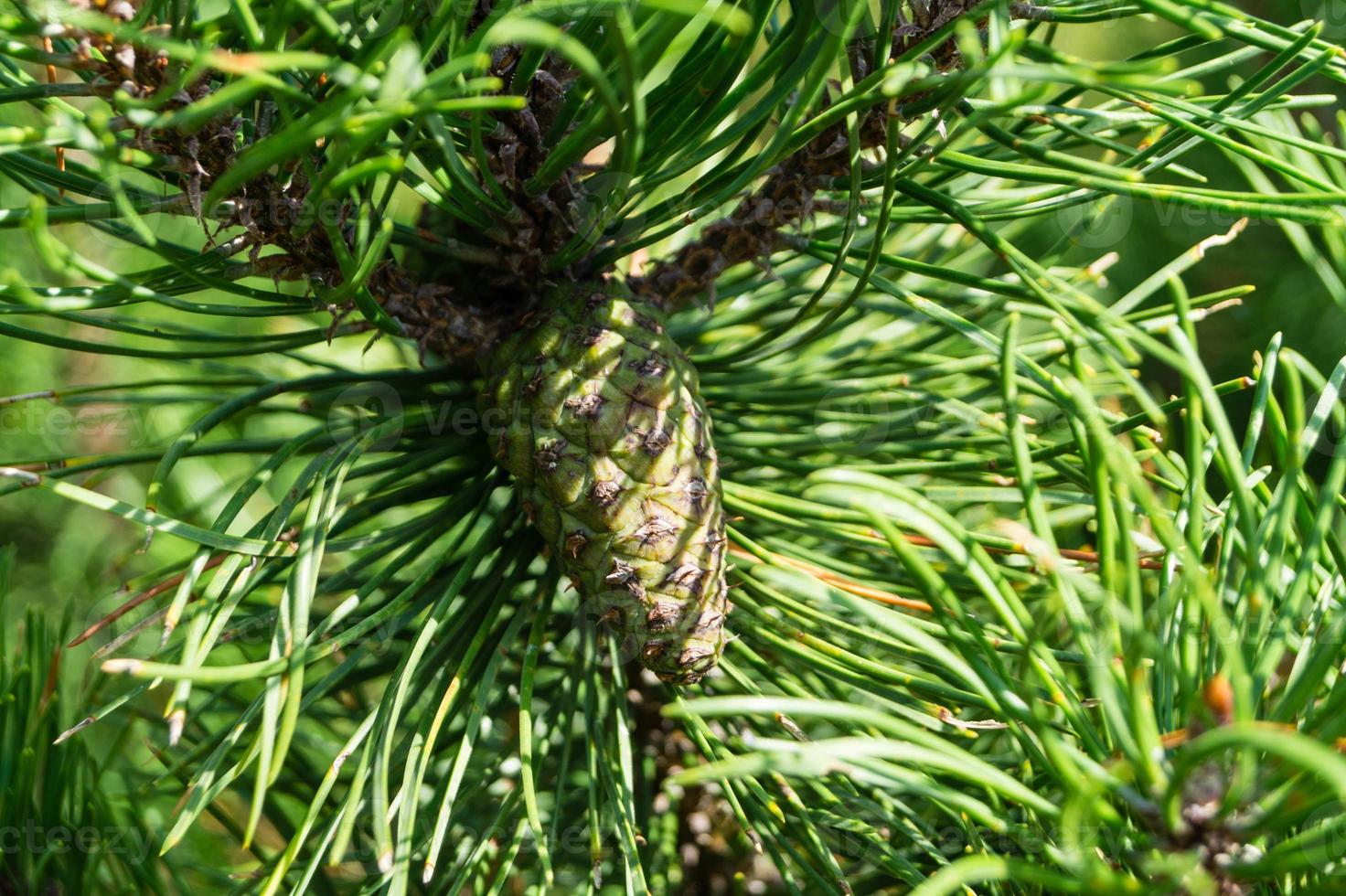 coni di cedro e noci foto