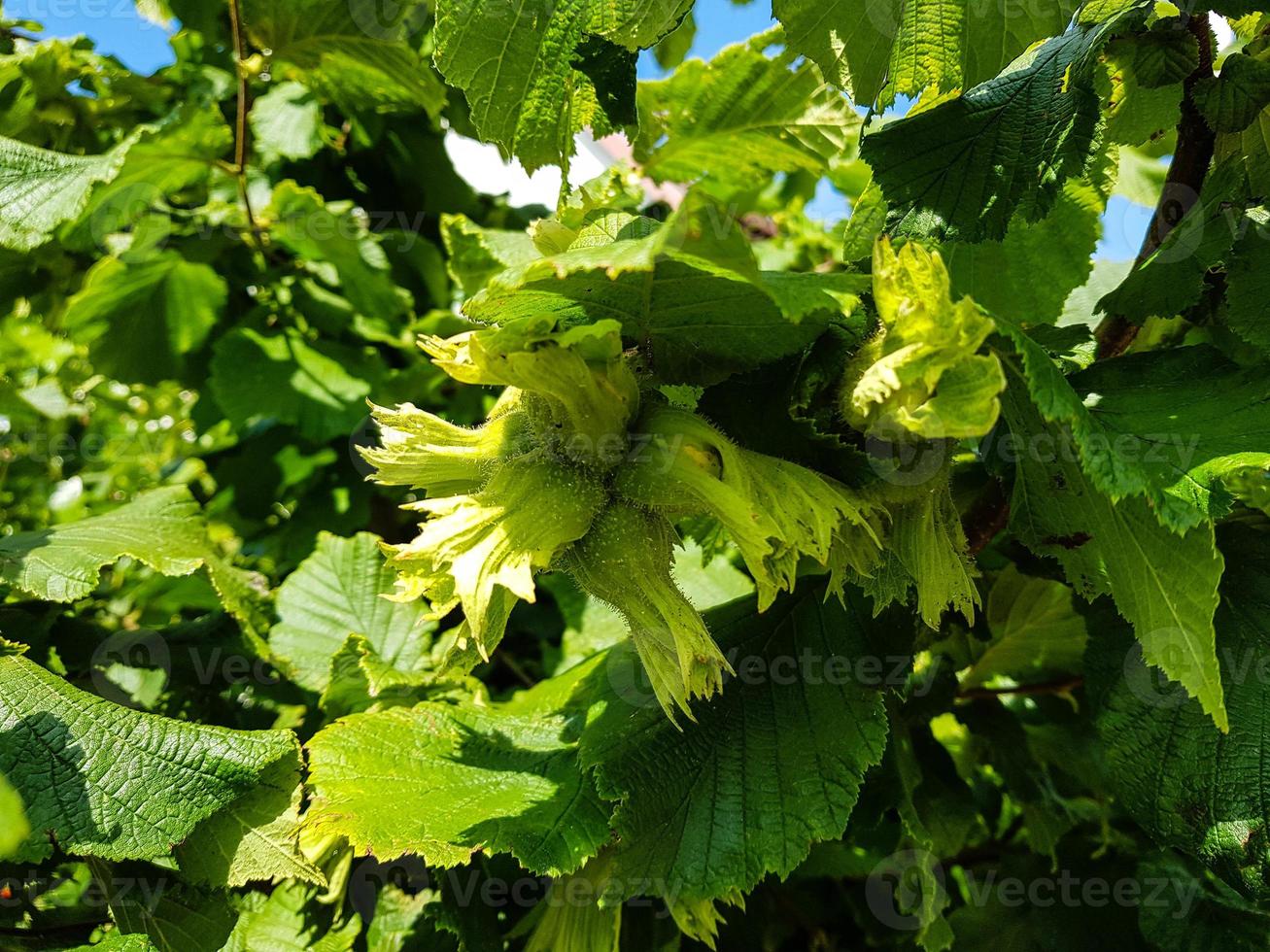 frutta fresca alla nocciola foto