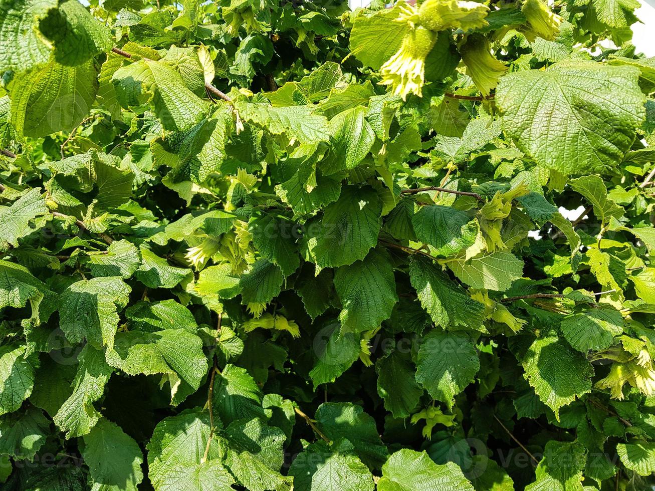 frutta fresca alla nocciola foto