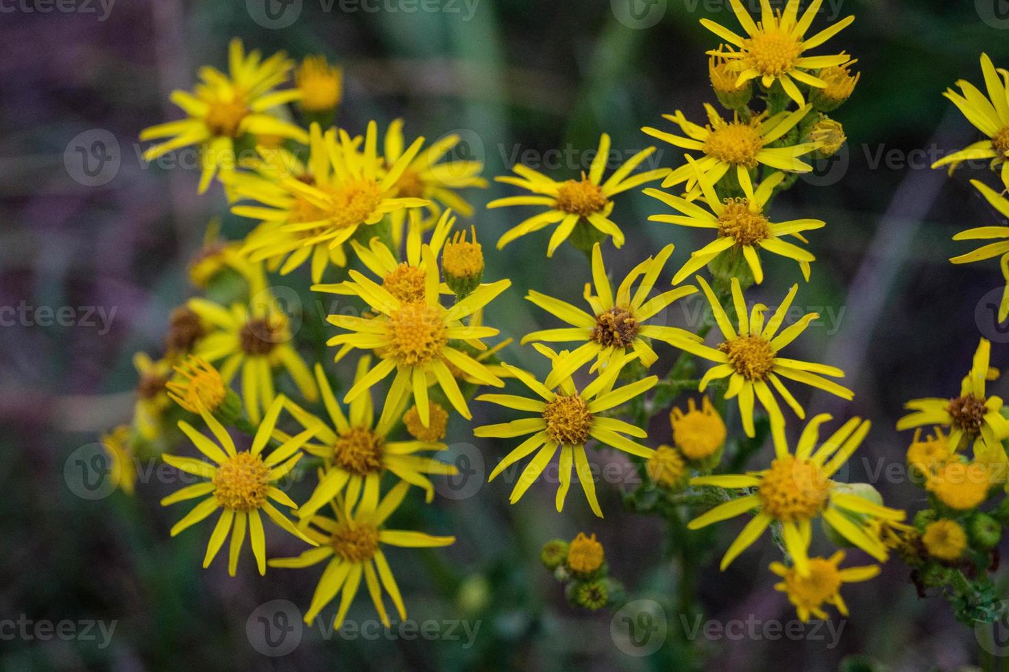 fiore giallo senico jacobaea foto