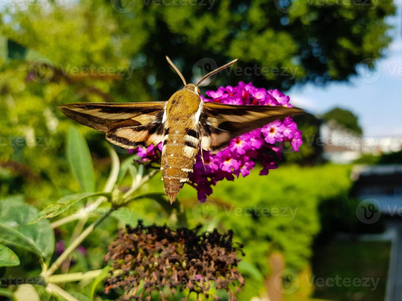 falchi di paglia hyles gallii sul cespuglio di farfalle viola foto