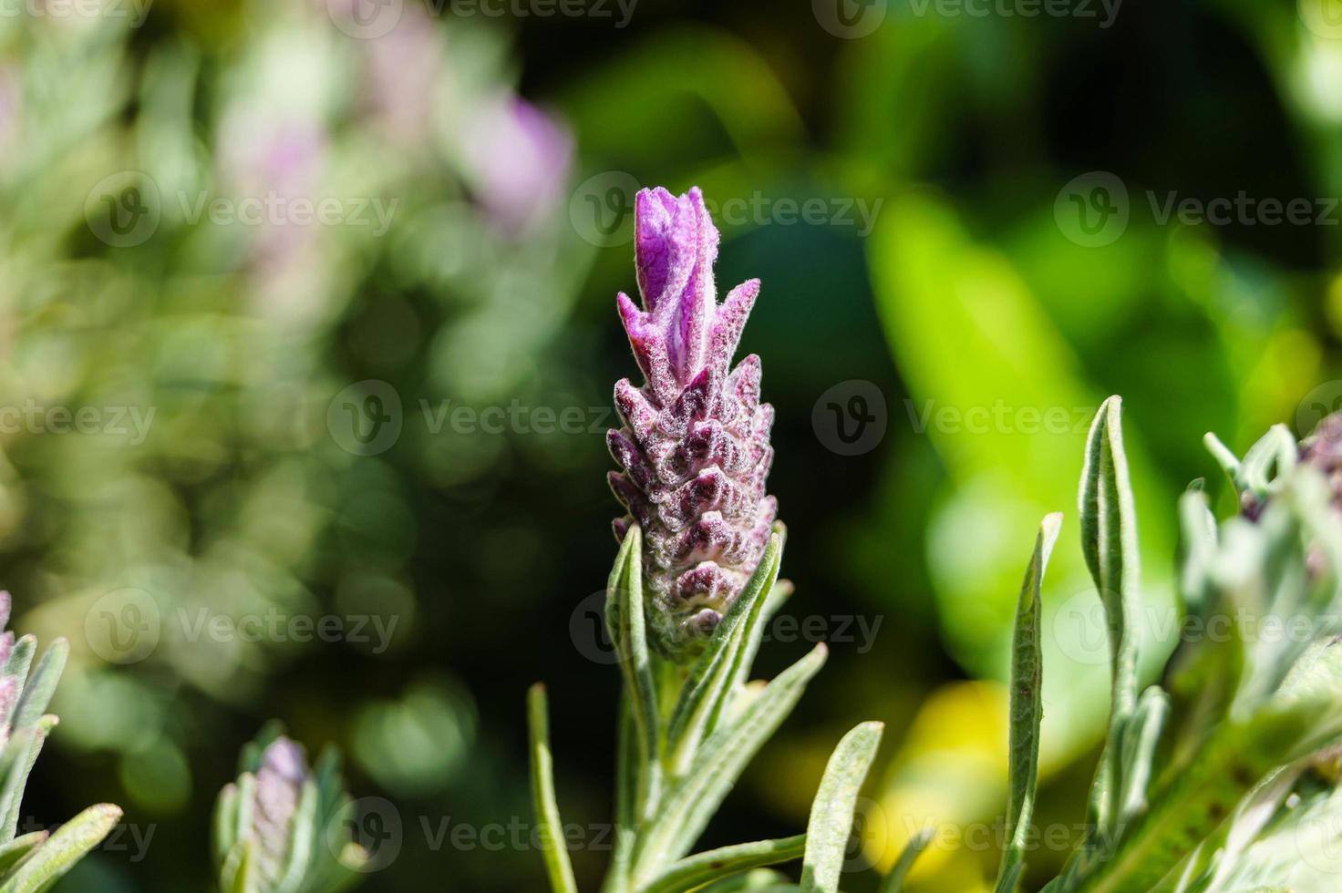 medicina alternativa con lavanda fresca foto