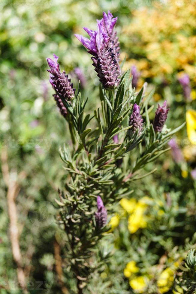 medicina alternativa con lavanda fresca foto