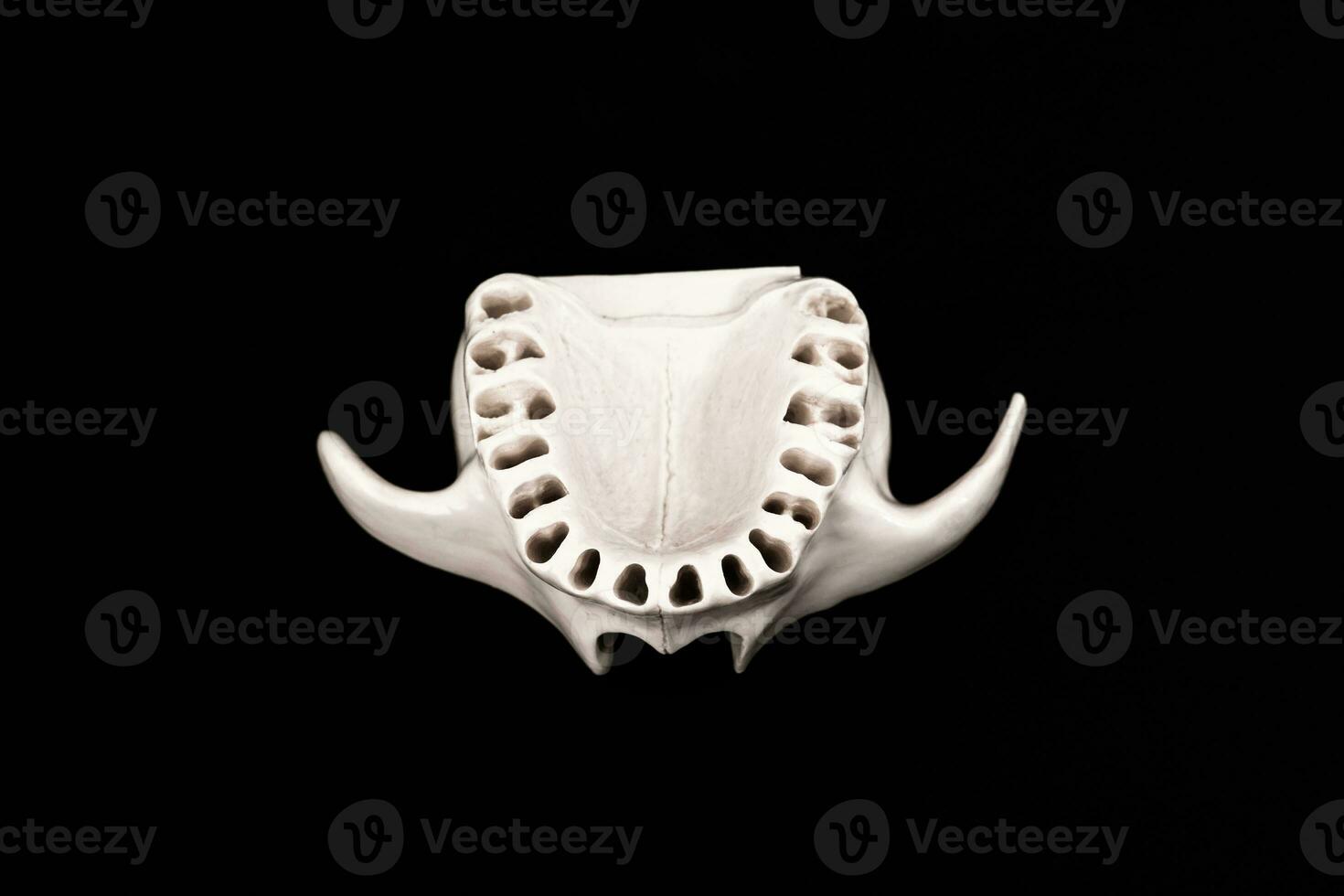superiore umano mascella senza denti modello medico impiantare isolato su nero sfondo. salutare denti, dentale cura e ortodontico concetto. foto