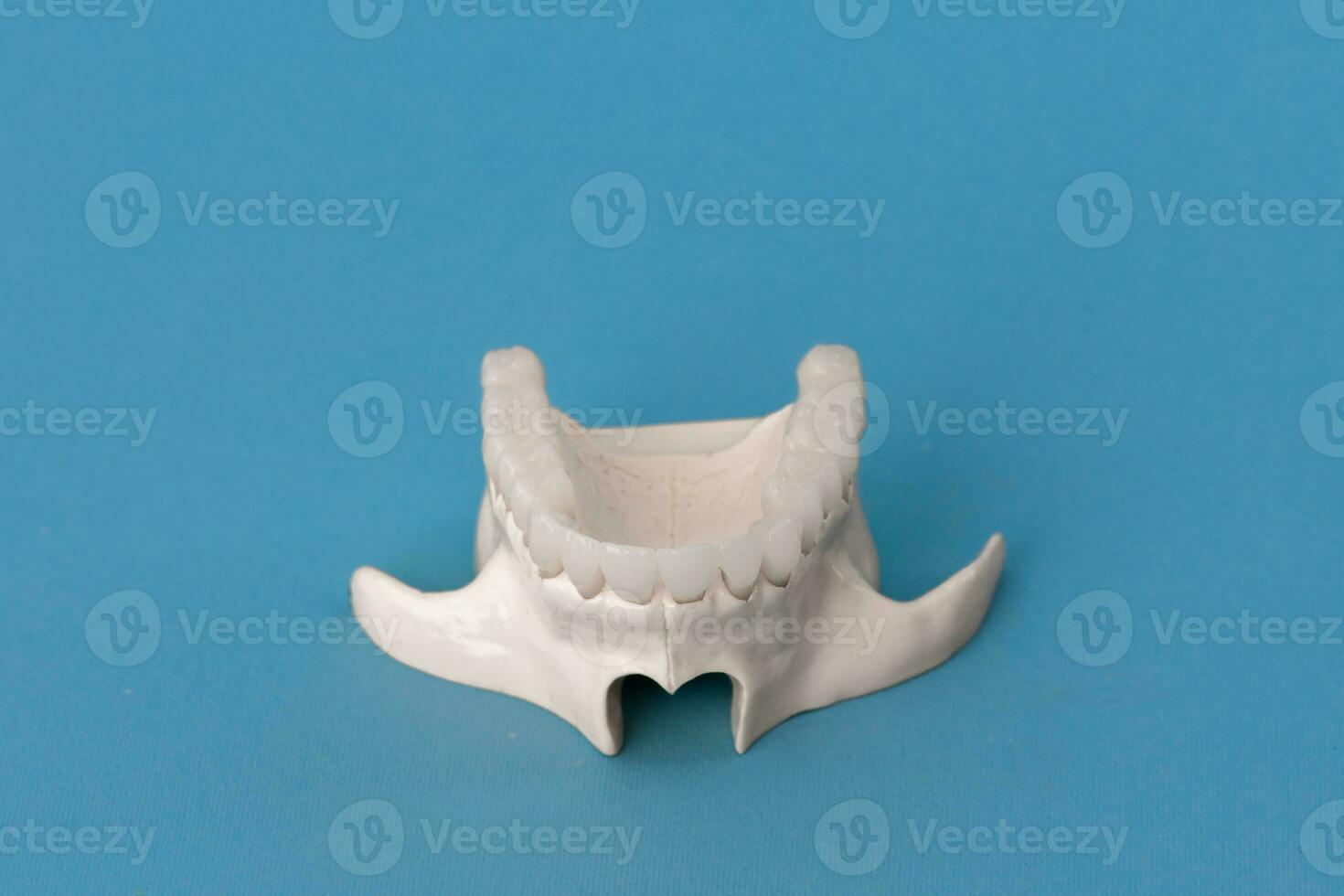 superiore umano mascella con denti anatomia modello isolato su blu sfondo. salutare denti, dentale cura e ortodontico medico concetto. foto