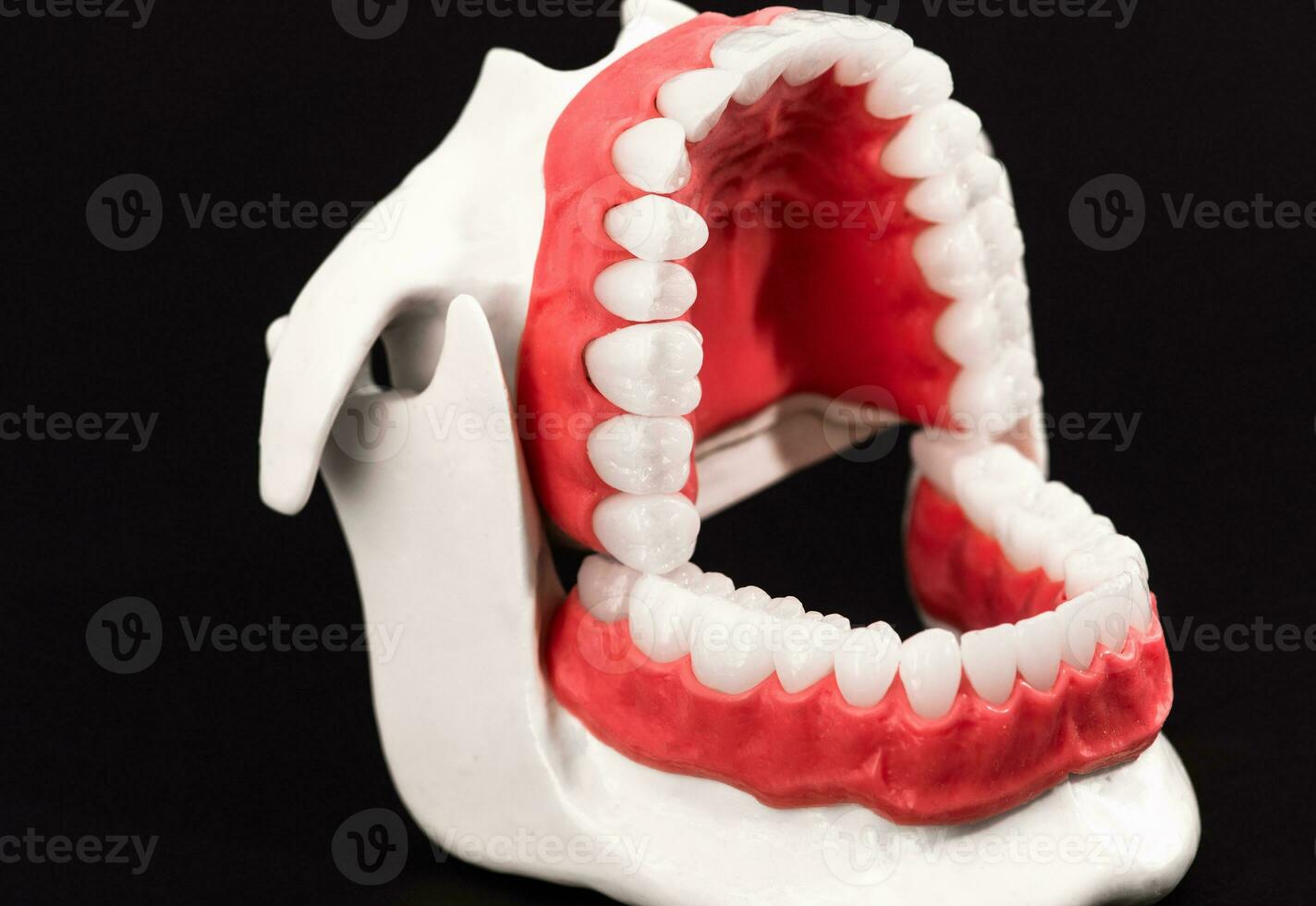 umano mascella con denti e gengive anatomia modello isolato su nero sfondo. ha aperto mascella posizione. salutare denti, dentale cura, e ortodontico medico assistenza sanitaria concetto. foto