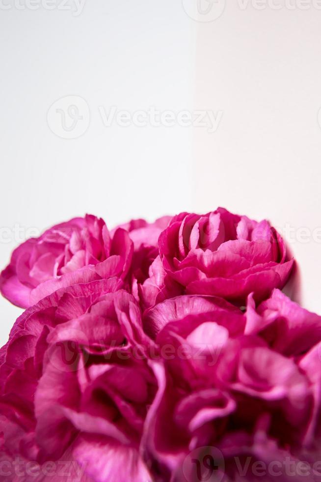 garofani rosa viola. posto per il testo. biglietto d'auguri. foto