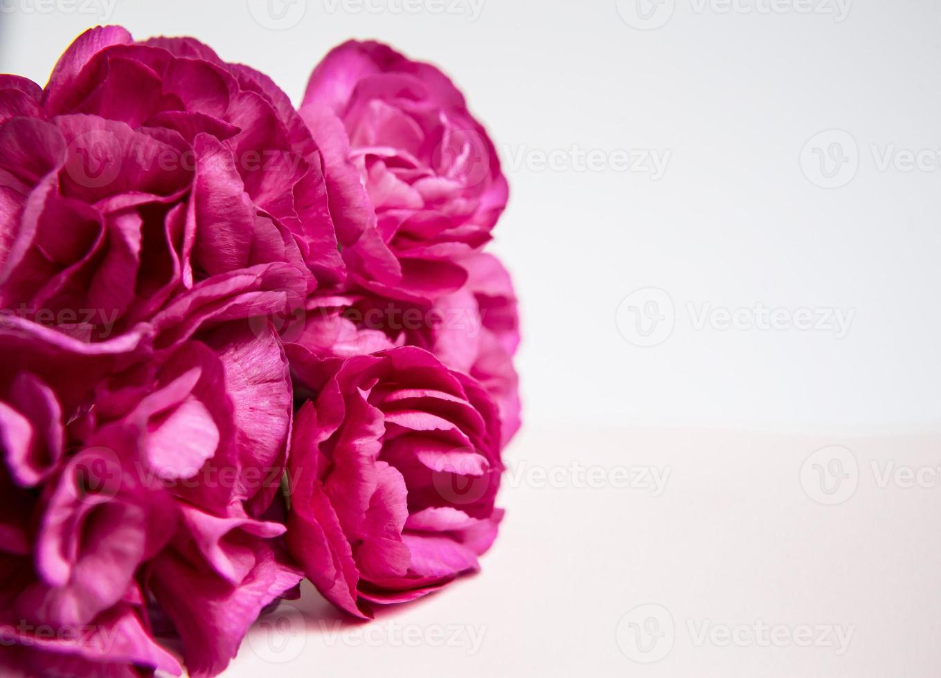 garofani rosa viola. posto per il testo. biglietto d'auguri. foto