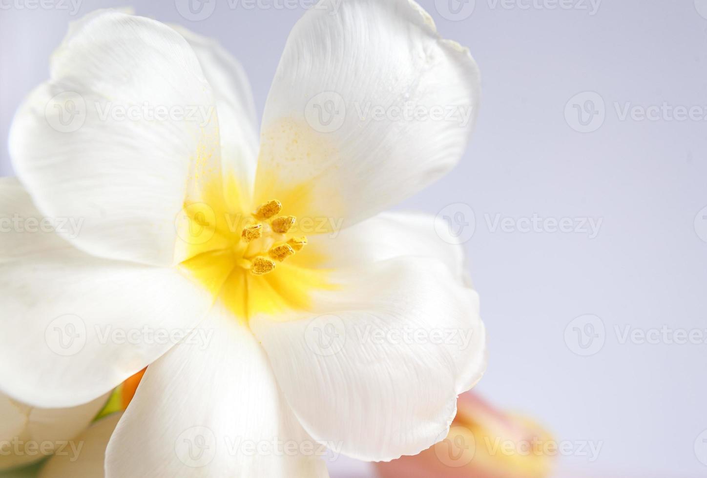 tulipani bianchi e rosa su sfondo con nastro. biglietto d'auguri. foto