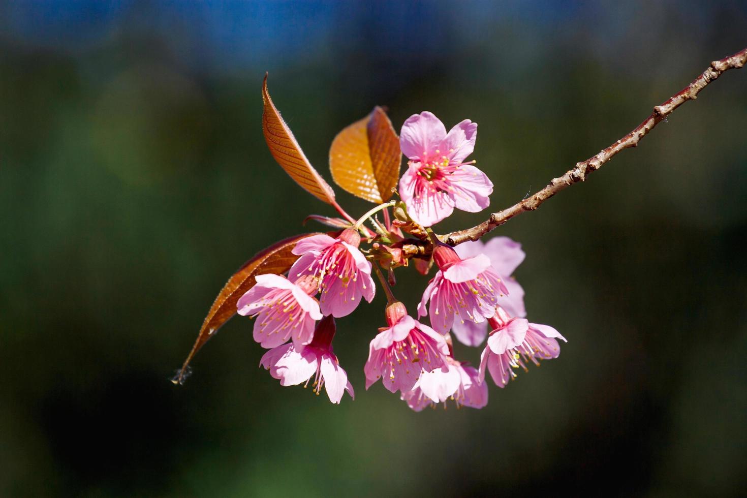 bellissimi fiori di ciliegio foto