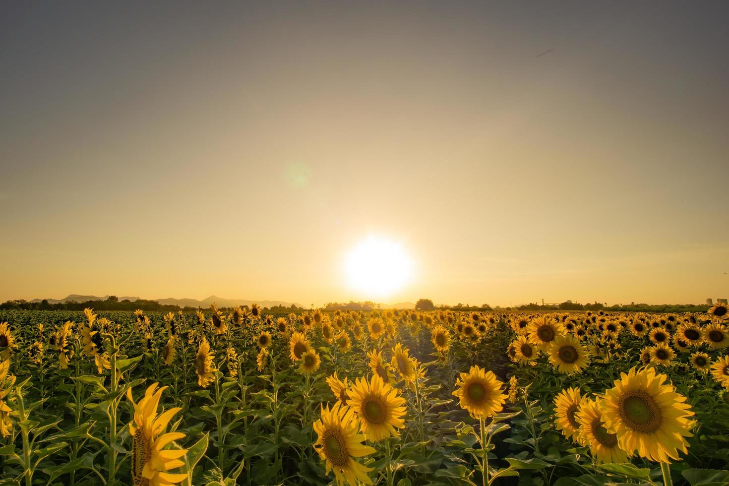 tramonto serale nel giardino dei girasoli foto