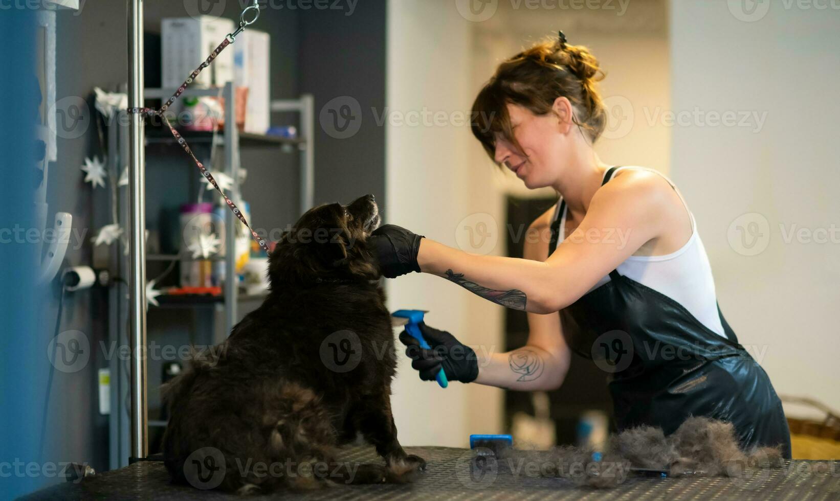 animale domestico parrucchiere donna taglio pelliccia di carino nero cane foto