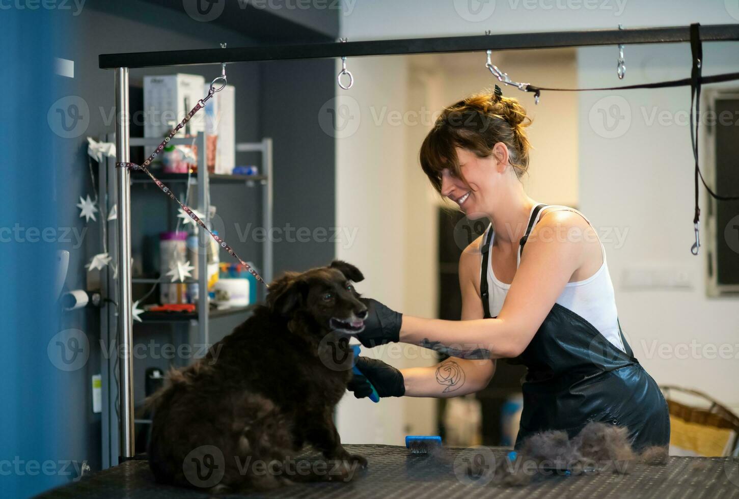 animale domestico parrucchiere donna taglio pelliccia di carino nero cane foto