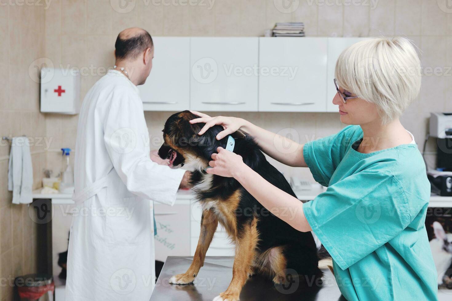 veterinario e assistente in una piccola clinica per animali foto