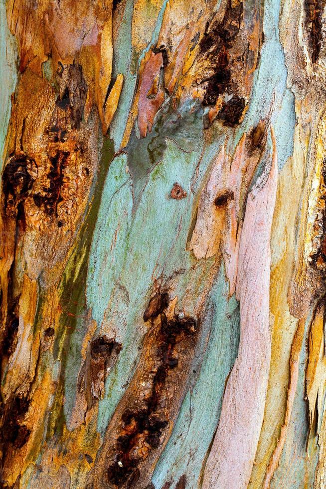 tronco di corteccia di albero naturale foto