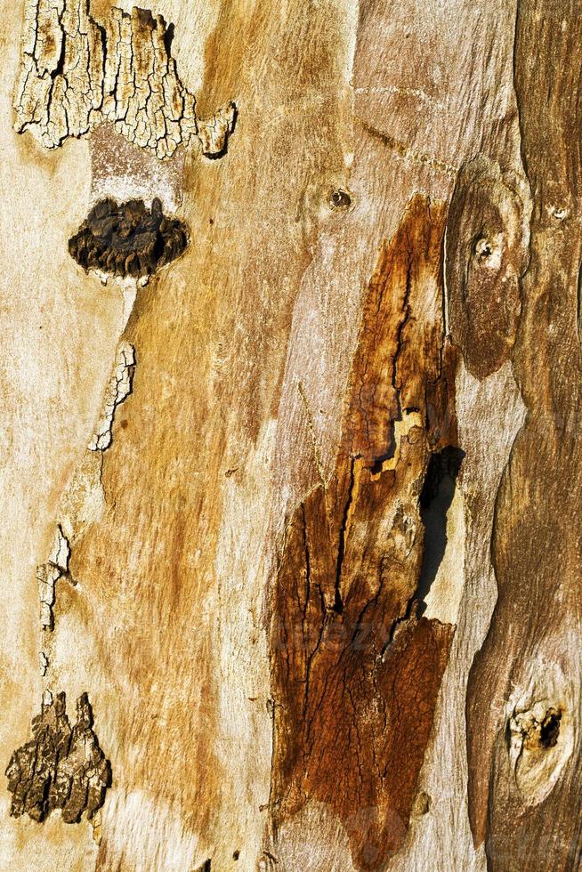 tronco di corteccia di albero naturale foto