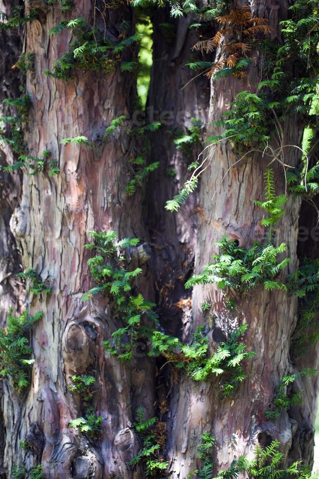 tronco di corteccia di albero naturale foto