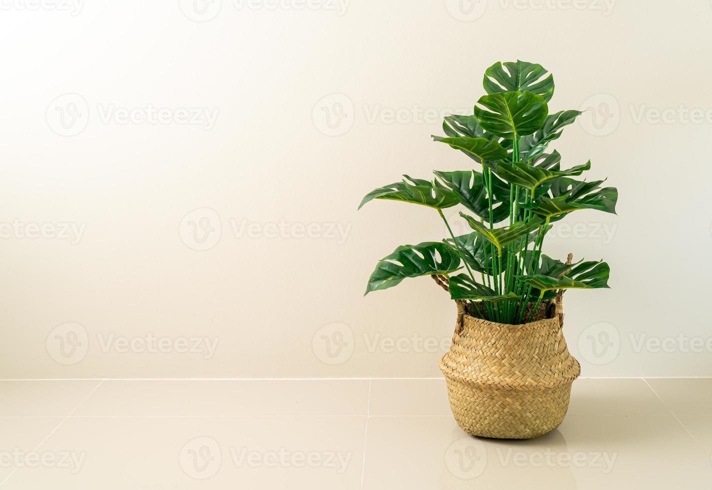 monstera in vaso cesto di vimini con parete foto