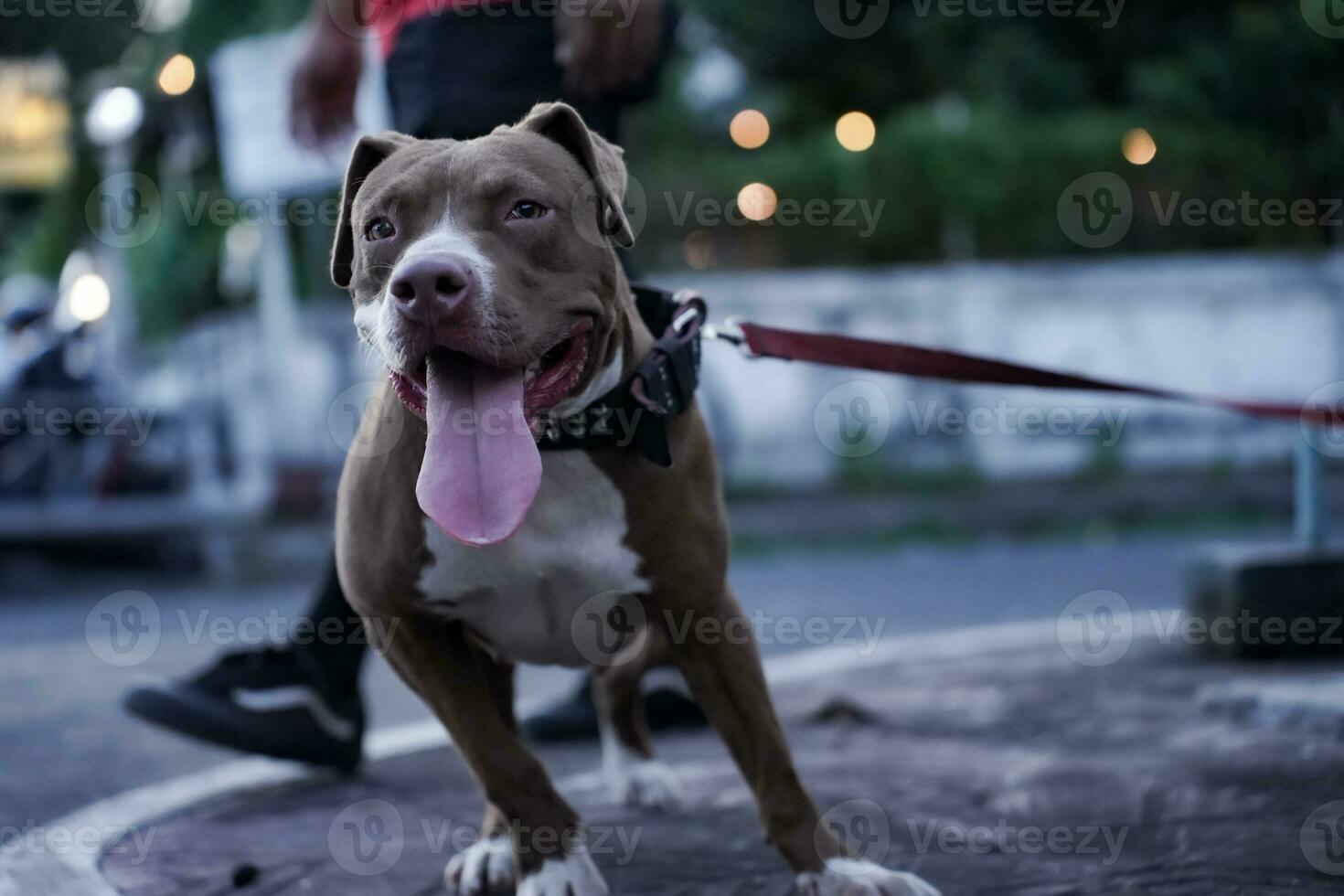 avvicinamento, davanti Visualizza di un' pitbull cane essere giocato con nel un urbano la zona foto