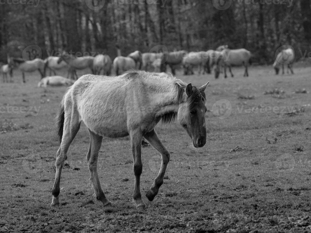 selvaggio cavalli e puledri foto