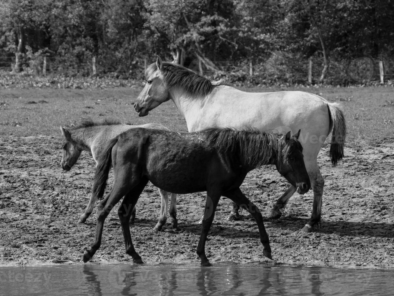 selvaggio cavalli e puledri foto